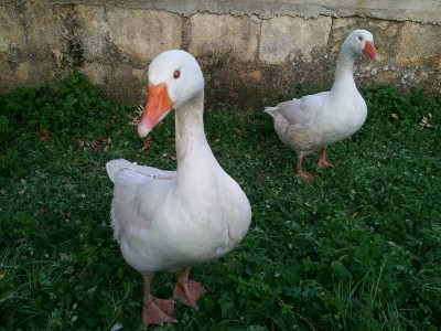 Photo 3.jpg (224.69 KiB) Osservato 502 volte Photo 3.jpg