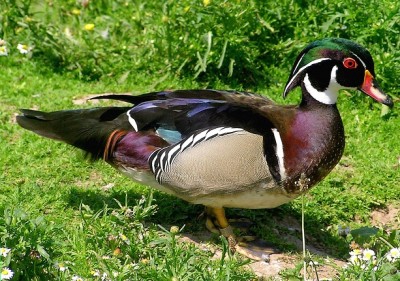Wood.duck.arp.jpg (209.53 KiB) Osservato 725 volte Wood.duck.arp.jpg