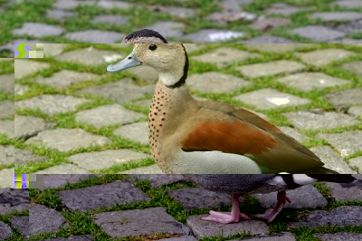 Callonetta_leucophrys_qtl2.jpg (144.22 KiB) Osservato 725 volte Callonetta_leucophrys_qtl2.jpg