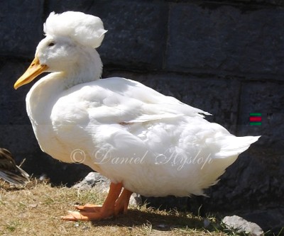 Crested_Duck_by_Etinogard.jpg (78.24 KiB) Osservato 725 volte Crested_Duck_by_Etinogard.jpg