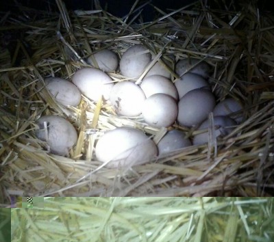 2014-01-29 20.13.08-1.jpg (79.14 KiB) Osservato 666 volte 2014-01-29 20.13.08-1.jpg