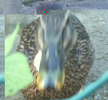 IMG_20140205_163151.jpg IMG_20140205_163151.jpg