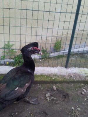 IMG_20140210_152213.jpg (70.26 KiB) Osservato 754 volte IMG_20140210_152213.jpg