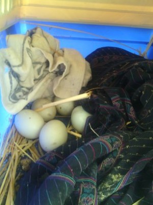 Immagine 001.jpg (29.02 KiB) Osservato 642 volte Immagine 001.jpg