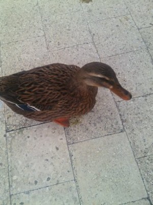 Immagine 003.jpg (35.72 KiB) Osservato 642 volte Immagine 003.jpg