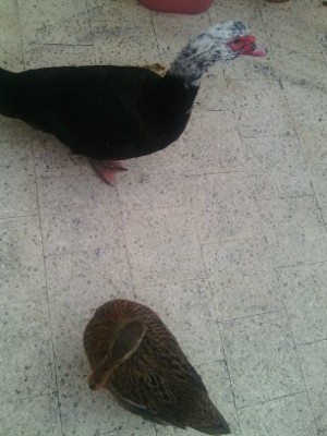 Immagine 005.jpg (31.54 KiB) Osservato 640 volte Immagine 005.jpg