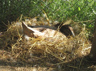 mammaduck.jpg (209.4 KiB) Osservato 13462 volte mammaduck.jpg