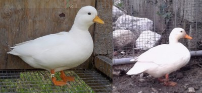 800x600px-LL-36a8352f_call_duck--379877.jpeg (67.06 KiB) Osservato 1043 volte 800x600px-LL-36a8352f_call_duck--379877.jpeg