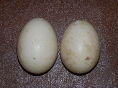 la coppia / coppia uova.jpg coppia uova.jpg