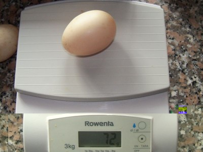 pensavo fosse più pesante, ma sono i primi, 3 grammi in più di quello di gallina! / peso uovo.jpg peso uovo.jpg