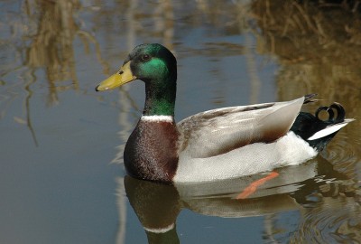 germano reale2.jpg_200832418453_germano reale2.jpg (196.63 KiB) Osservato 649 volte germano reale2.jpg_200832418453_germano reale2.jpg