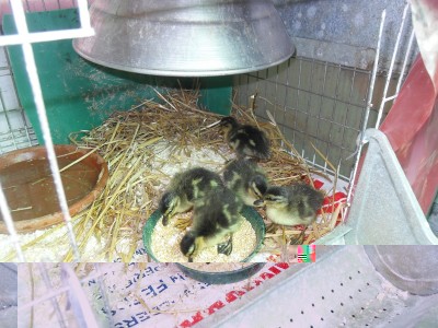 SDC13616.jpg (252.24 KiB) Osservato 472 volte SDC13616.jpg