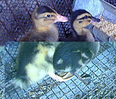 anatre / anatre.jpg anatre.jpg