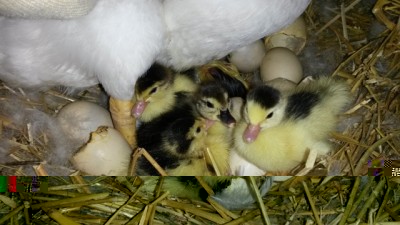 Anatroccolo 1 / 20140403_094545.jpg 20140403_094545.jpg