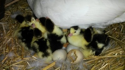 20140403_095019.jpg (109.24 KiB) Osservato 744 volte 20140403_095019.jpg