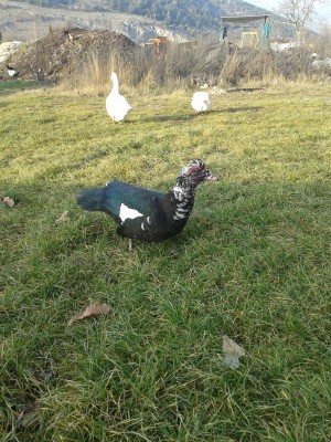 BERTO.jpg (5.12 MiB) Osservato 620 volte BERTO.jpg