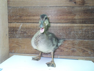 SDC13619.jpg (224.79 KiB) Osservato 575 volte SDC13619.jpg