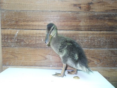 SDC13621.jpg (221.9 KiB) Osservato 575 volte SDC13621.jpg