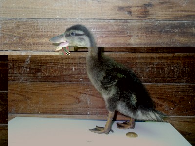 SDC13622.jpg (223.65 KiB) Osservato 575 volte SDC13622.jpg