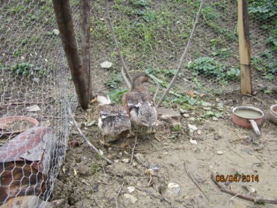 IMG_1898.JPG (213.77 KiB) Osservato 582 volte IMG_1898.JPG