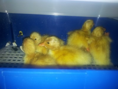 IMG_20140413_225527.jpg (102.09 KiB) Osservato 745 volte IMG_20140413_225527.jpg