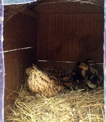 image.jpg (212.1 KiB) Osservato 852 volte image.jpg