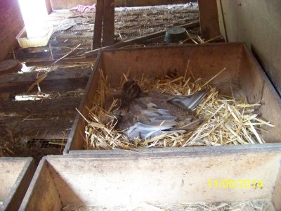 ecco Lucrezia / 100_6039.jpg 100_6039.jpg