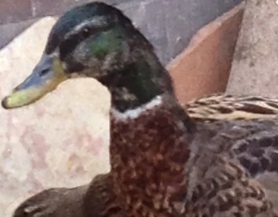 image.jpg (100.82 KiB) Osservato 590 volte image.jpg