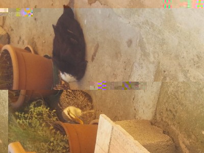 2014-06-01 15.45.38.jpg (86.84 KiB) Osservato 2325 volte 2014-06-01 15.45.38.jpg