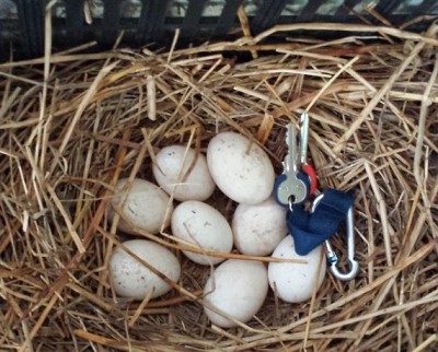 uova carolina.jpg (148.65 KiB) Osservato 573 volte uova carolina.jpg