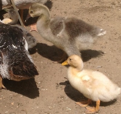 image.jpg (202.42 KiB) Osservato 703 volte image.jpg