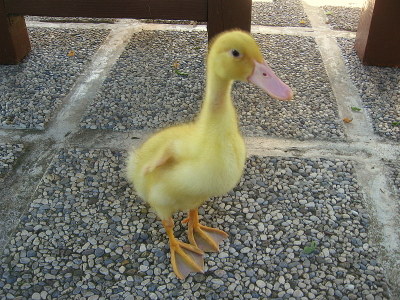 eccola/o qui! / IMG_0303 (2).JPG IMG_0303 (2).JPG