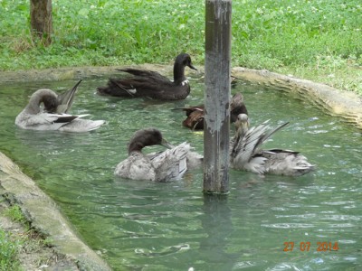 DSC01375.JPG (392.96 KiB) Osservato 3144 volte DSC01375.JPG