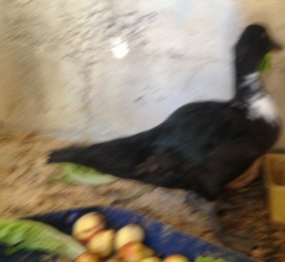 image.jpg (79.15 KiB) Osservato 661 volte image.jpg