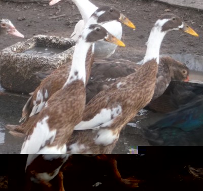 1.jpg (272.54 KiB) Osservato 2142 volte 1.jpg