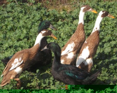 3.jpg (313.63 KiB) Osservato 2142 volte 3.jpg