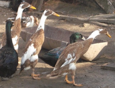 4.jpg (258.16 KiB) Osservato 2142 volte 4.jpg