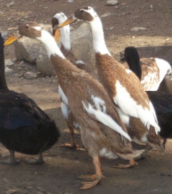 2.jpg (271.93 KiB) Osservato 2142 volte 2.jpg