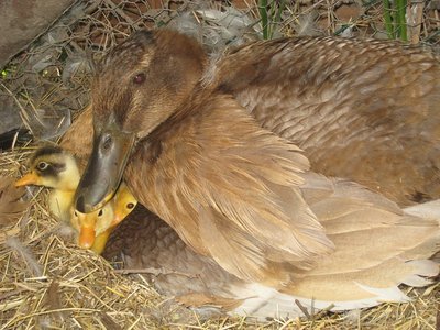 mammaanatra.jpg (224.63 KiB) Osservato 3986 volte mammaanatra.jpg