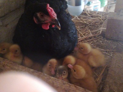 foto0178.jpg (92.96 KiB) Osservato 671 volte foto0178.jpg