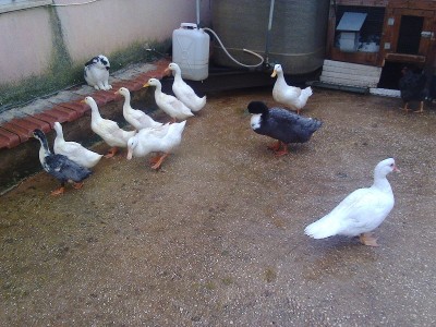 foto0263.jpg (263.17 KiB) Osservato 567 volte foto0263.jpg