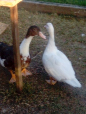 IMG_20140807_193435.jpg (174.52 KiB) Osservato 703 volte IMG_20140807_193435.jpg