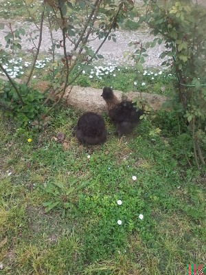 20150330_122333.jpg (330.95 KiB) Osservato 645 volte 20150330_122333.jpg