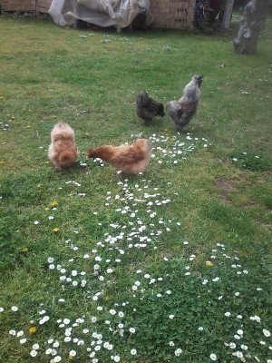 20150330_121627.jpg (299.86 KiB) Osservato 645 volte 20150330_121627.jpg