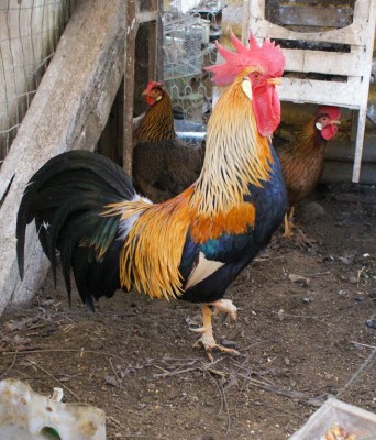 DSC05502_1161x777_edited.jpg (266.39 KiB) Osservato 574 volte DSC05502_1161x777_edited.jpg