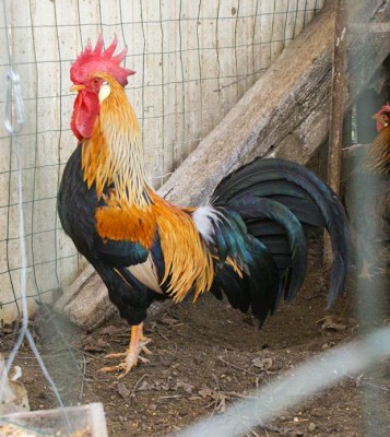 DSC05511_1161x777_edited.jpg (224.41 KiB) Osservato 574 volte DSC05511_1161x777_edited.jpg