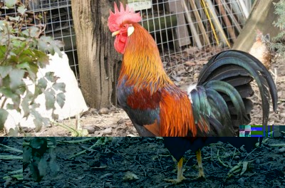 DSC01154_1161x652_edited_796x525.jpg (105.31 KiB) Osservato 574 volte DSC01154_1161x652_edited_796x525.jpg