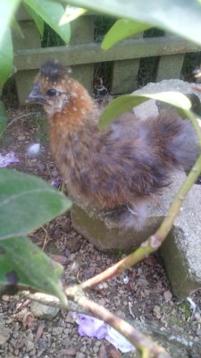 IMG_20150514_152635.jpg (133.02 KiB) Osservato 565 volte IMG_20150514_152635.jpg