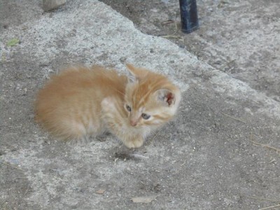 P1000211.JPG (117.25 KiB) Osservato 704 volte P1000211.JPG