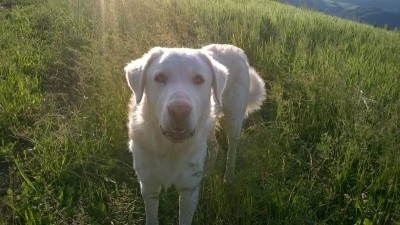 WP_20150528_19_12_14_Pro_800x449.jpg (149.02 KiB) Osservato 1039 volte WP_20150528_19_12_14_Pro_800x449.jpg